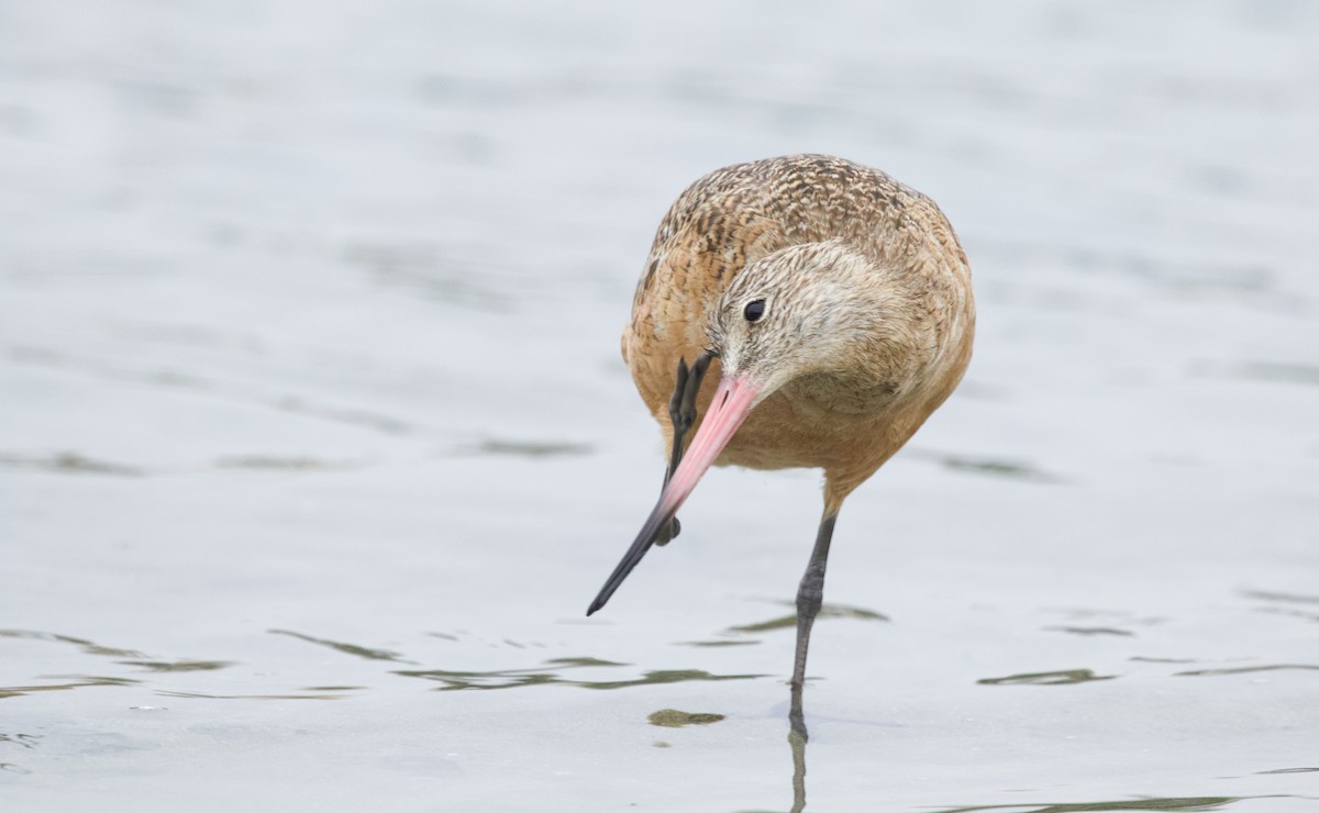 Marbled Godwit - ML372692401