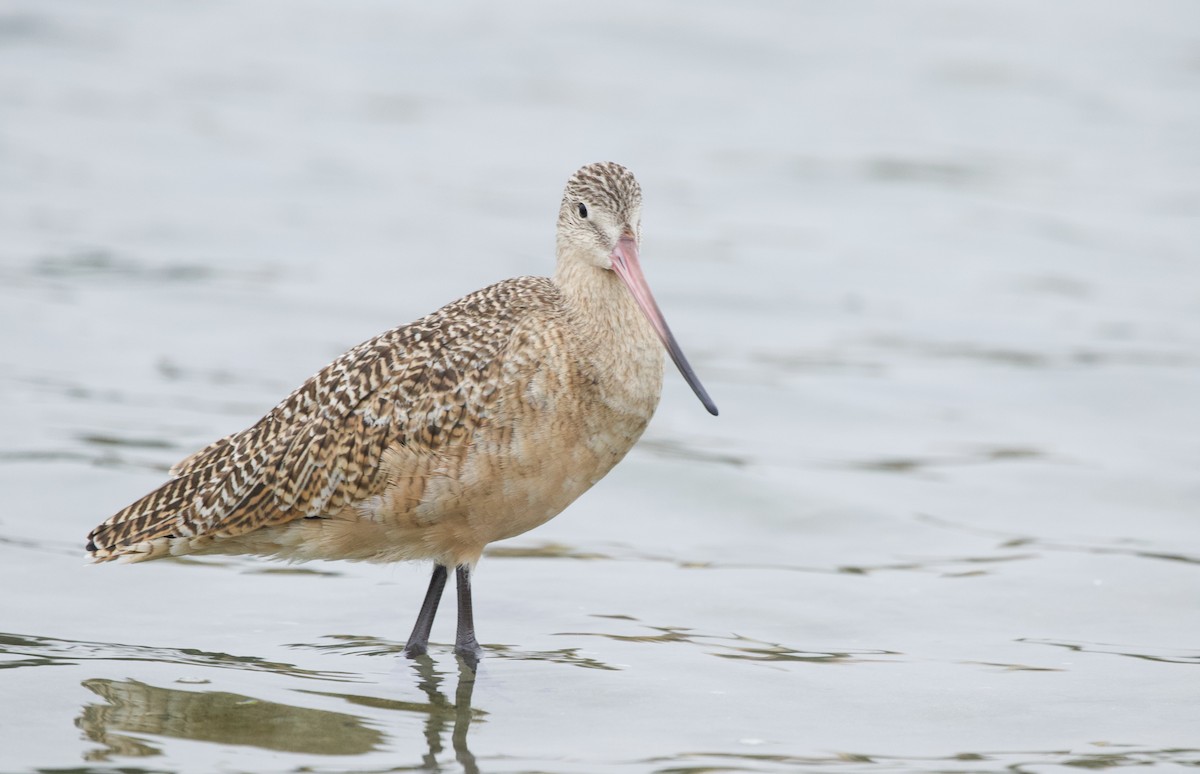 Marbled Godwit - ML372692431