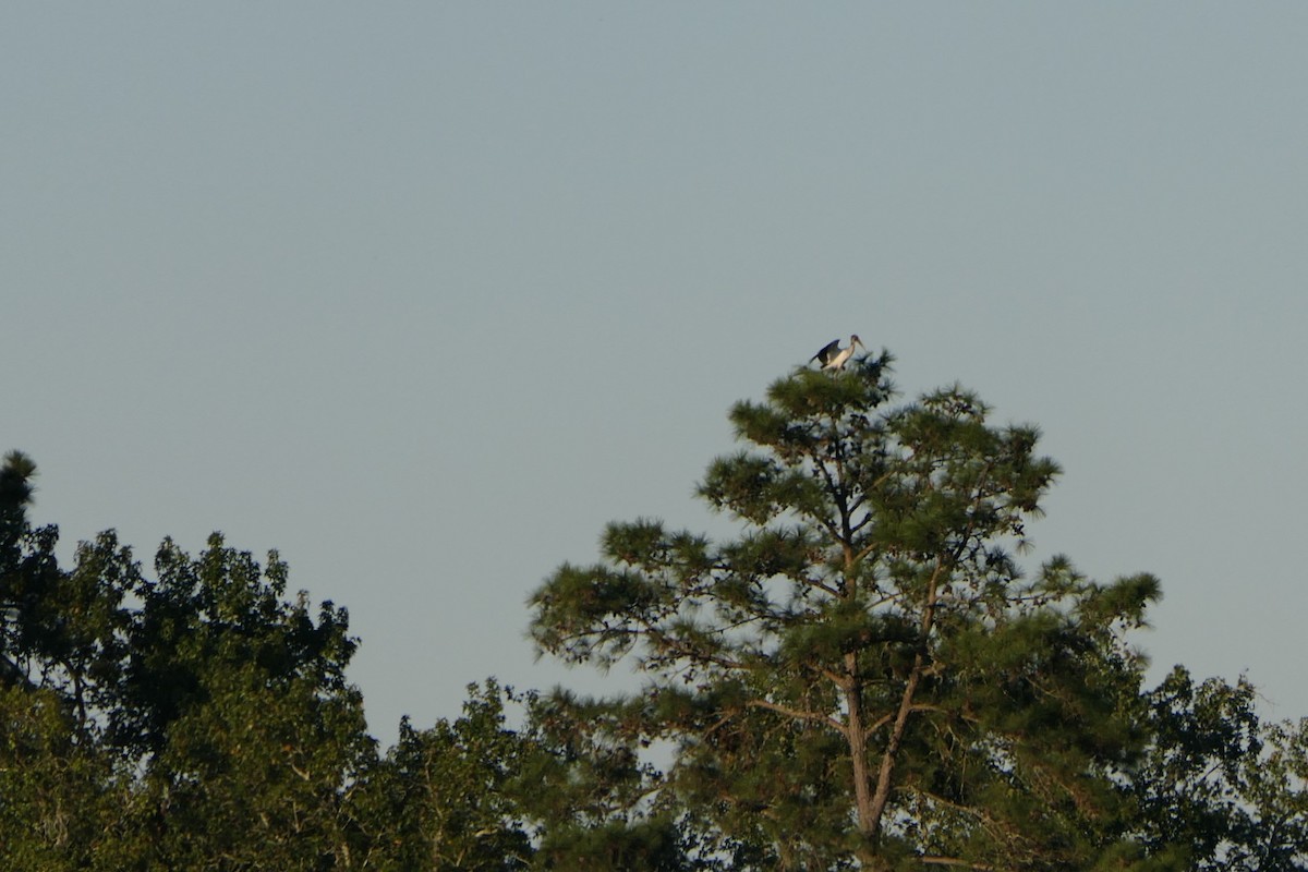 Wood Stork - Mark Brazzil