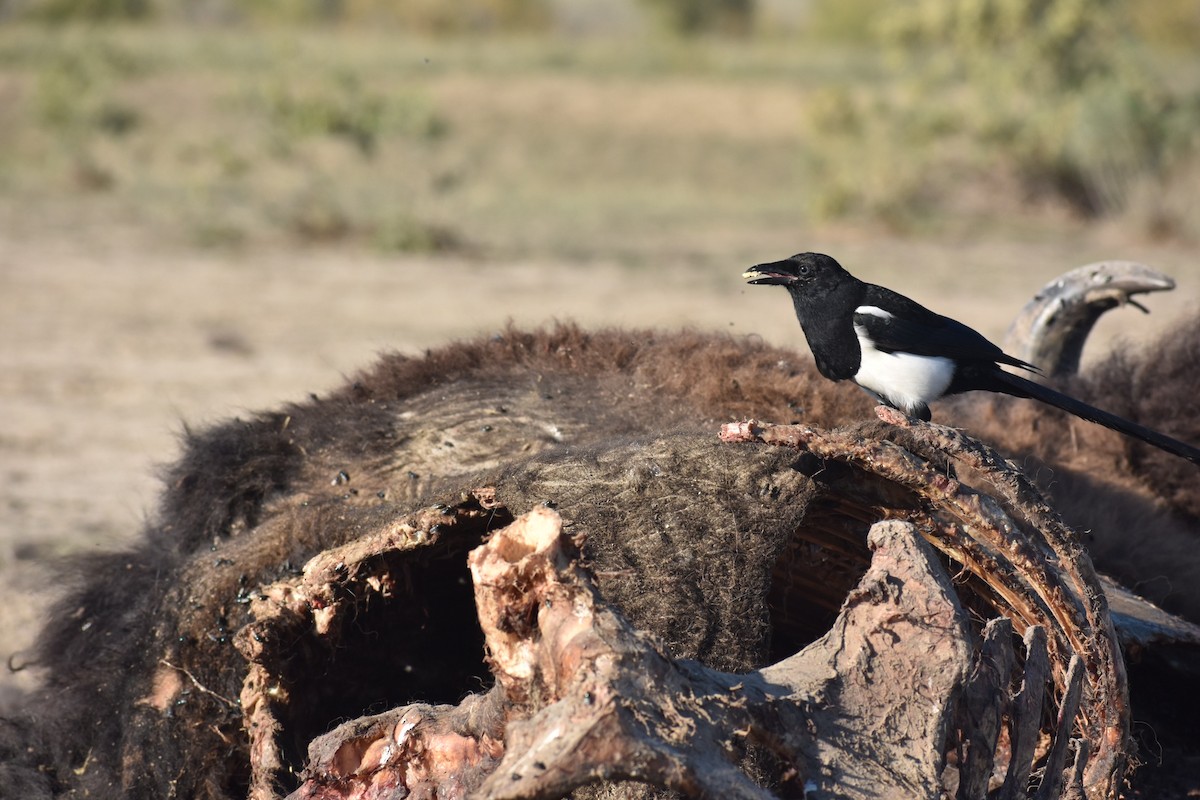 Black-billed Magpie - ML372693421