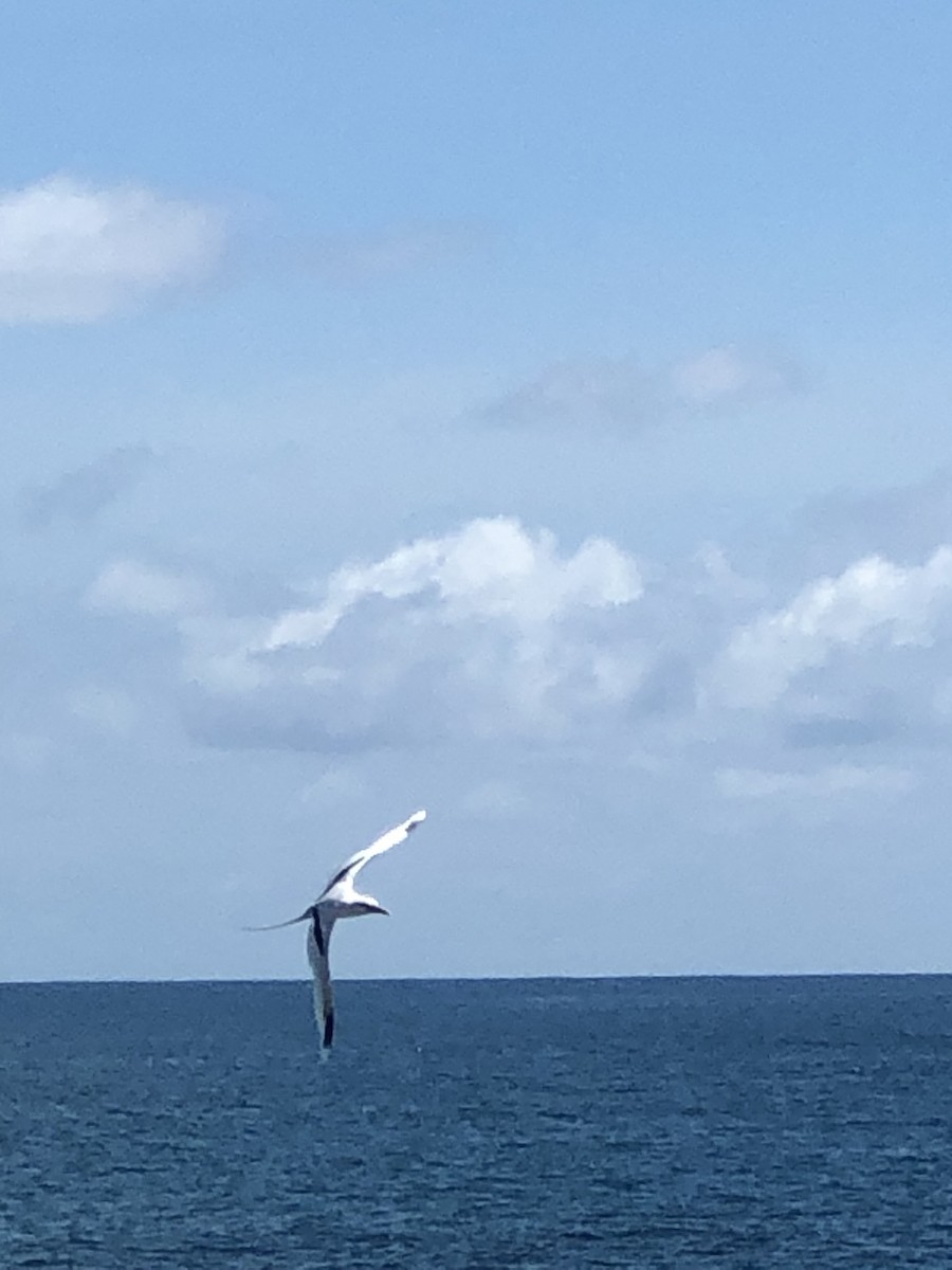 White-tailed Tropicbird - ML372694191