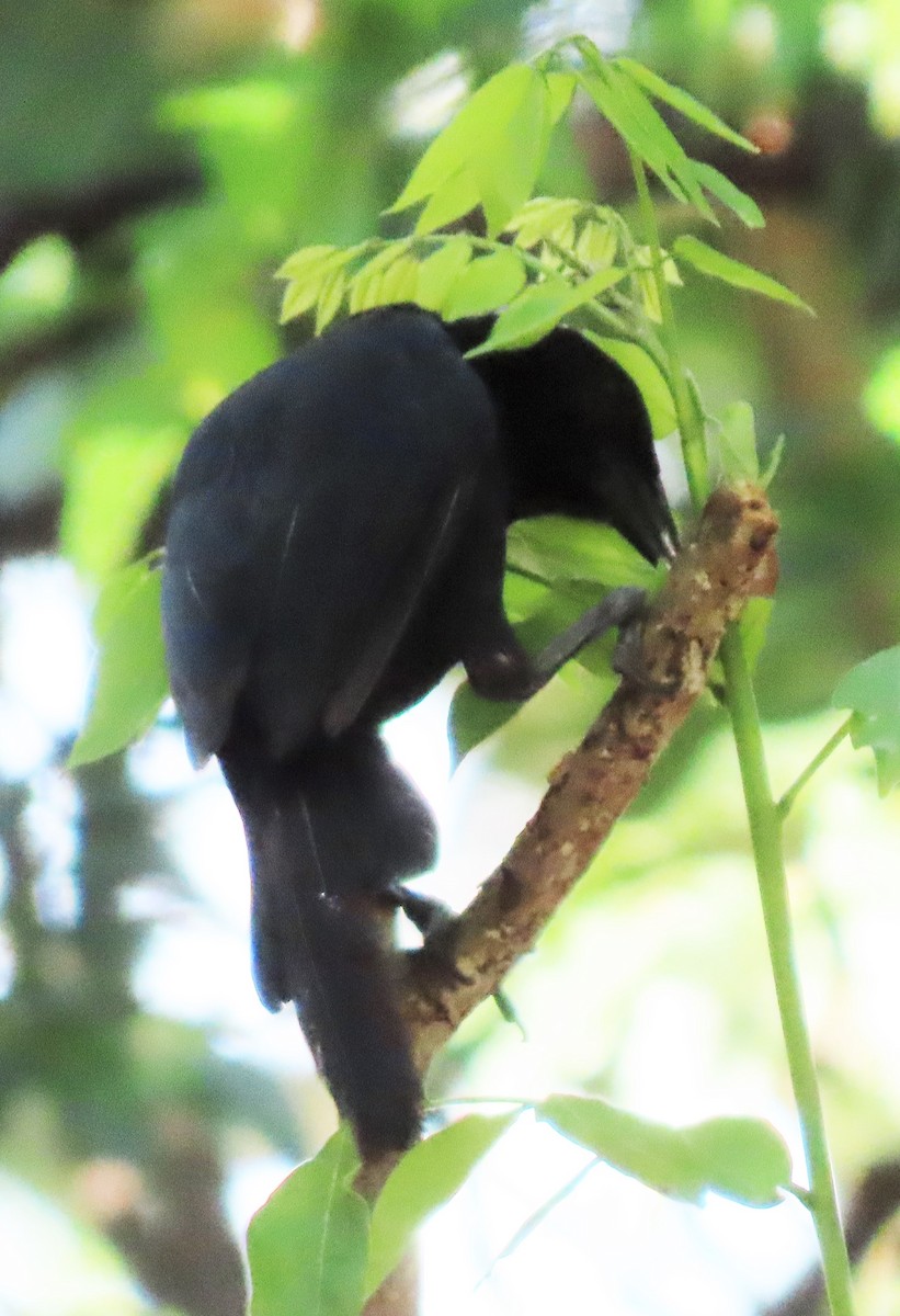 Melodious Blackbird - Rick Jacobsen