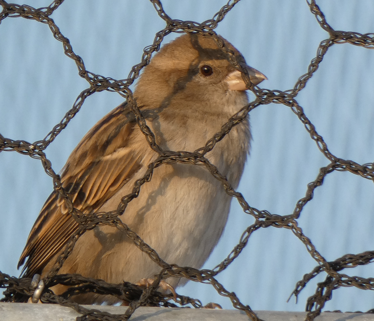 House Sparrow - ML372699531