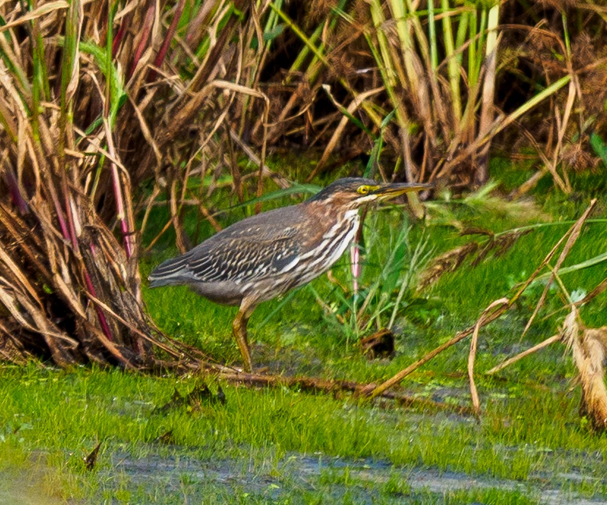 Green Heron - ML372700351