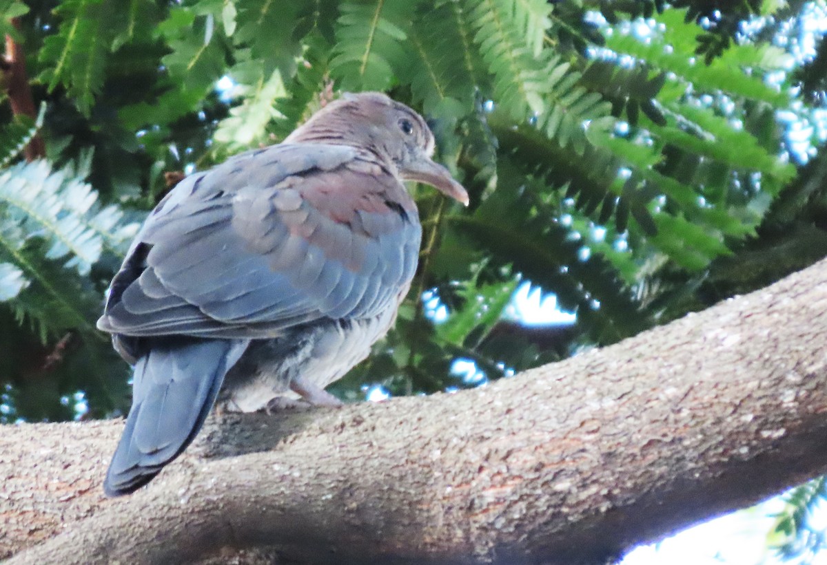 Red-billed Pigeon - ML372702791