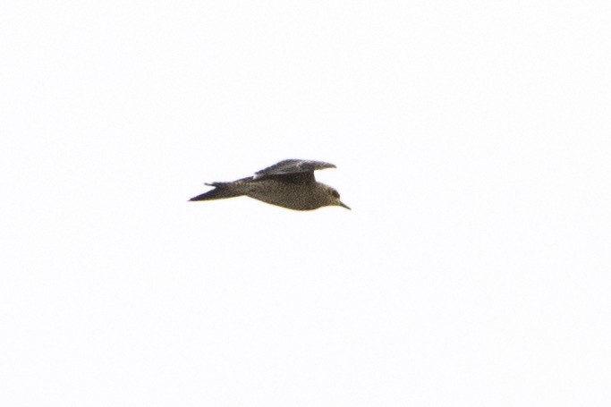 Pacific Golden-Plover - ML372703171