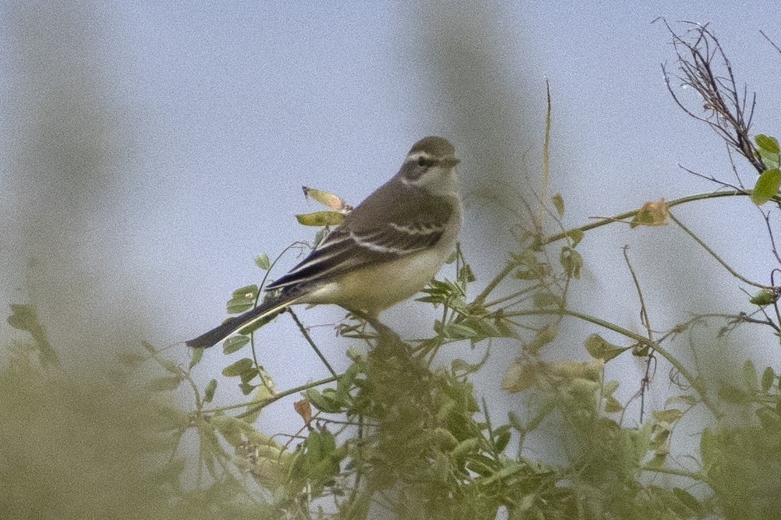 Eastern Yellow Wagtail - ML372703491