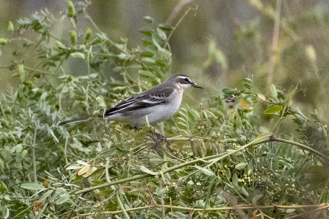 Eastern Yellow Wagtail - ML372703521