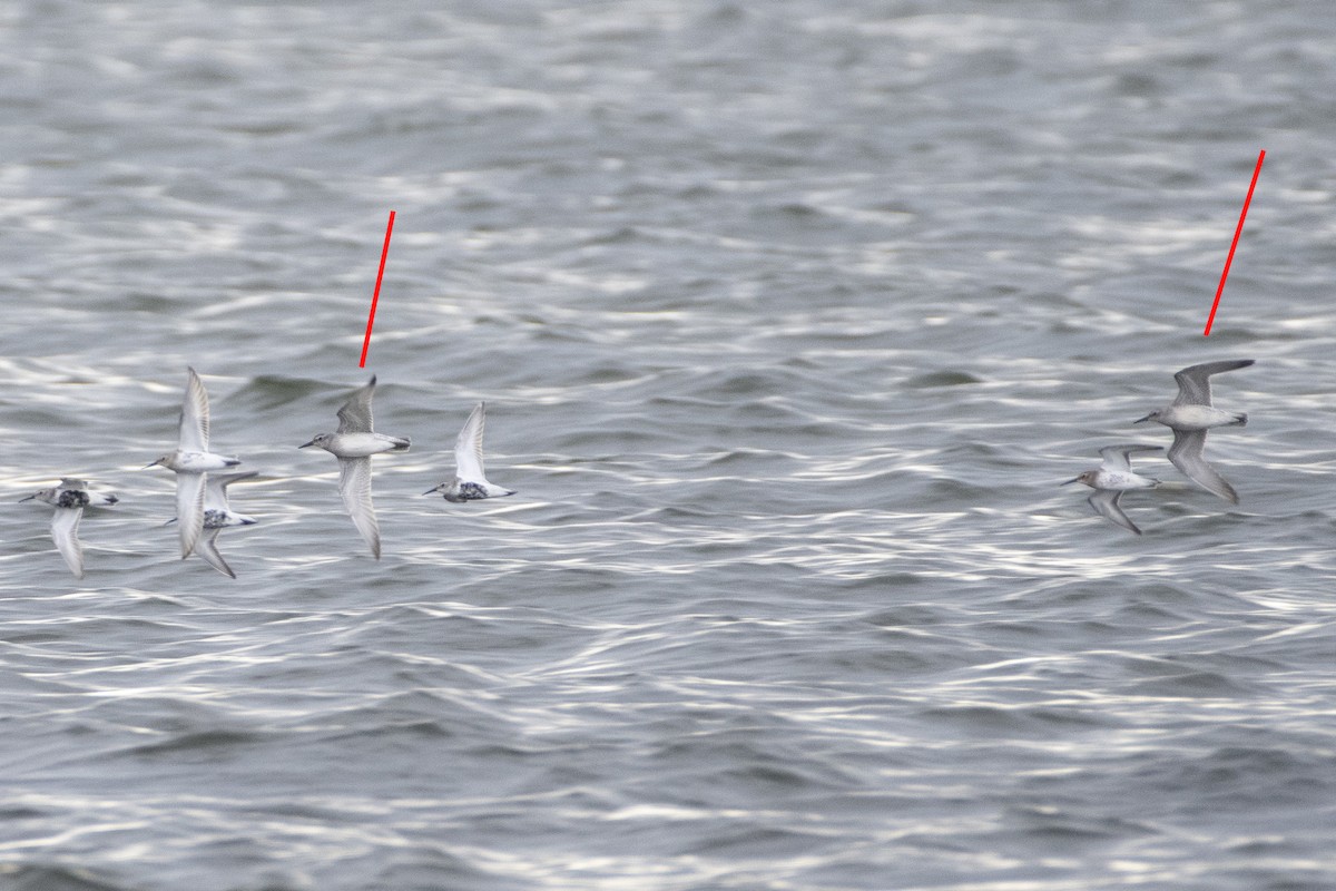 Red Knot - ML372703901