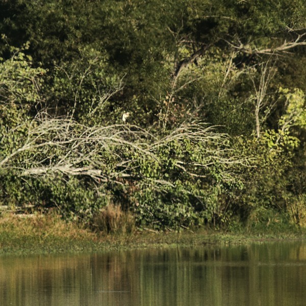 Tricolored Heron - ML372704111