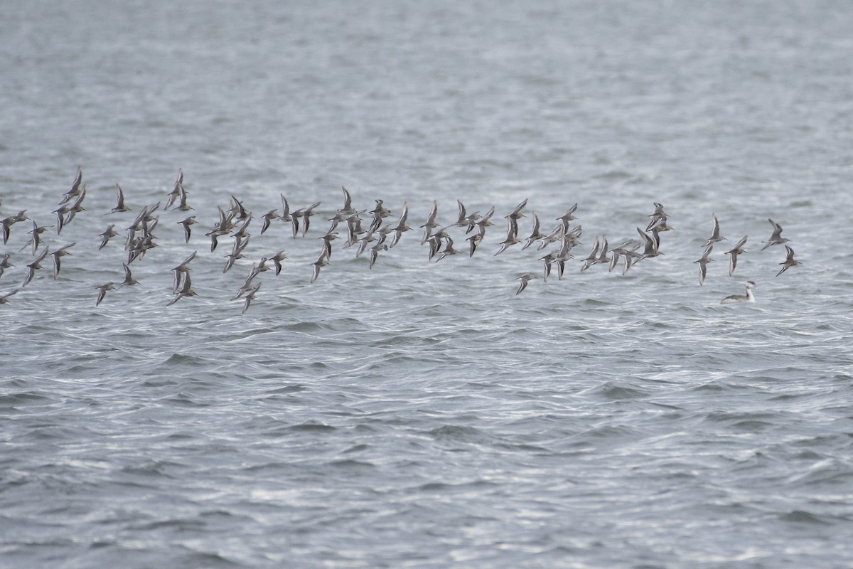 Dunlin - Grigory Evtukh