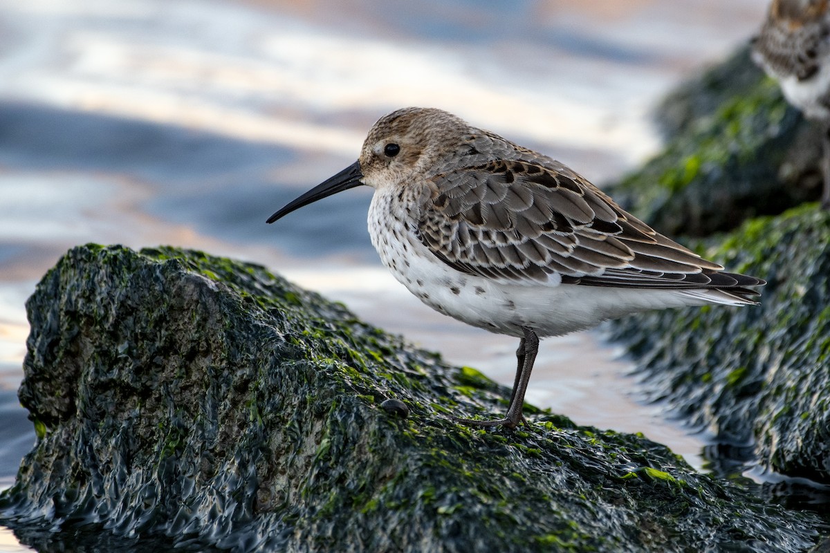 Dunlin - Grigory Evtukh