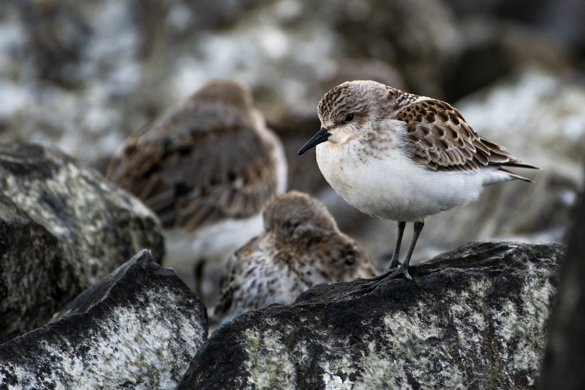 Red-necked Stint - ML372705701