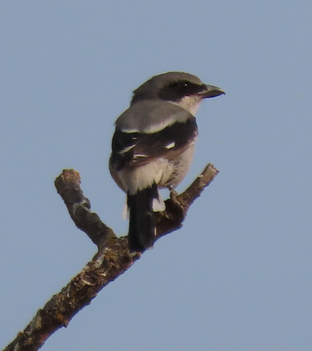 Loggerhead Shrike - ML372706091