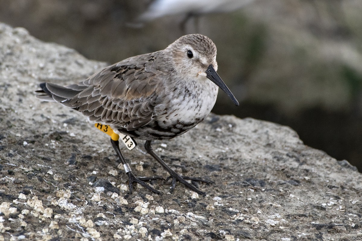 Dunlin - ML372708711