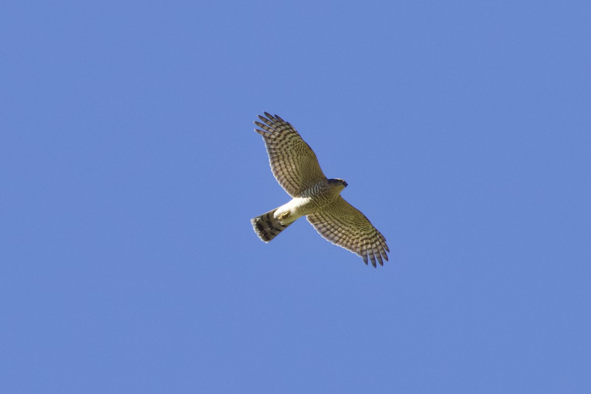 Eurasian Goshawk - ML372710501