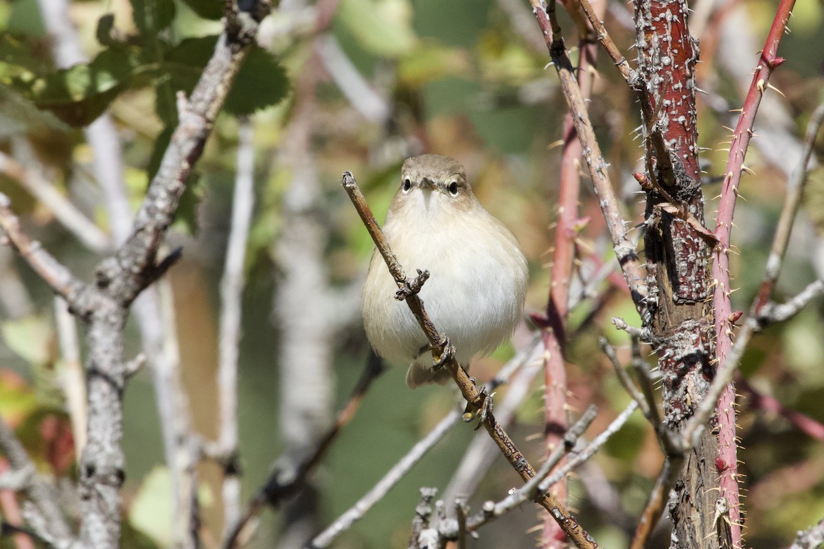 Mountain Chiffchaff - ML372710981