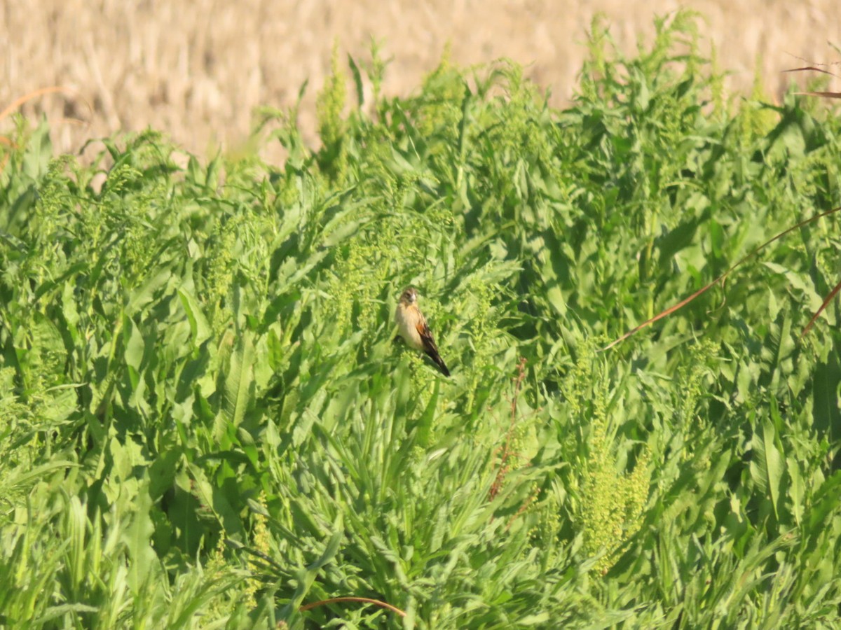 Fan-tailed Widowbird - ML372711691