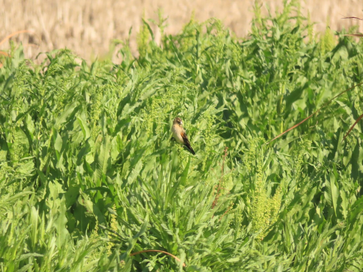 Fan-tailed Widowbird - ML372711701