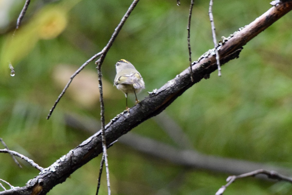 Golden-crowned Kinglet - Christopher Laplante