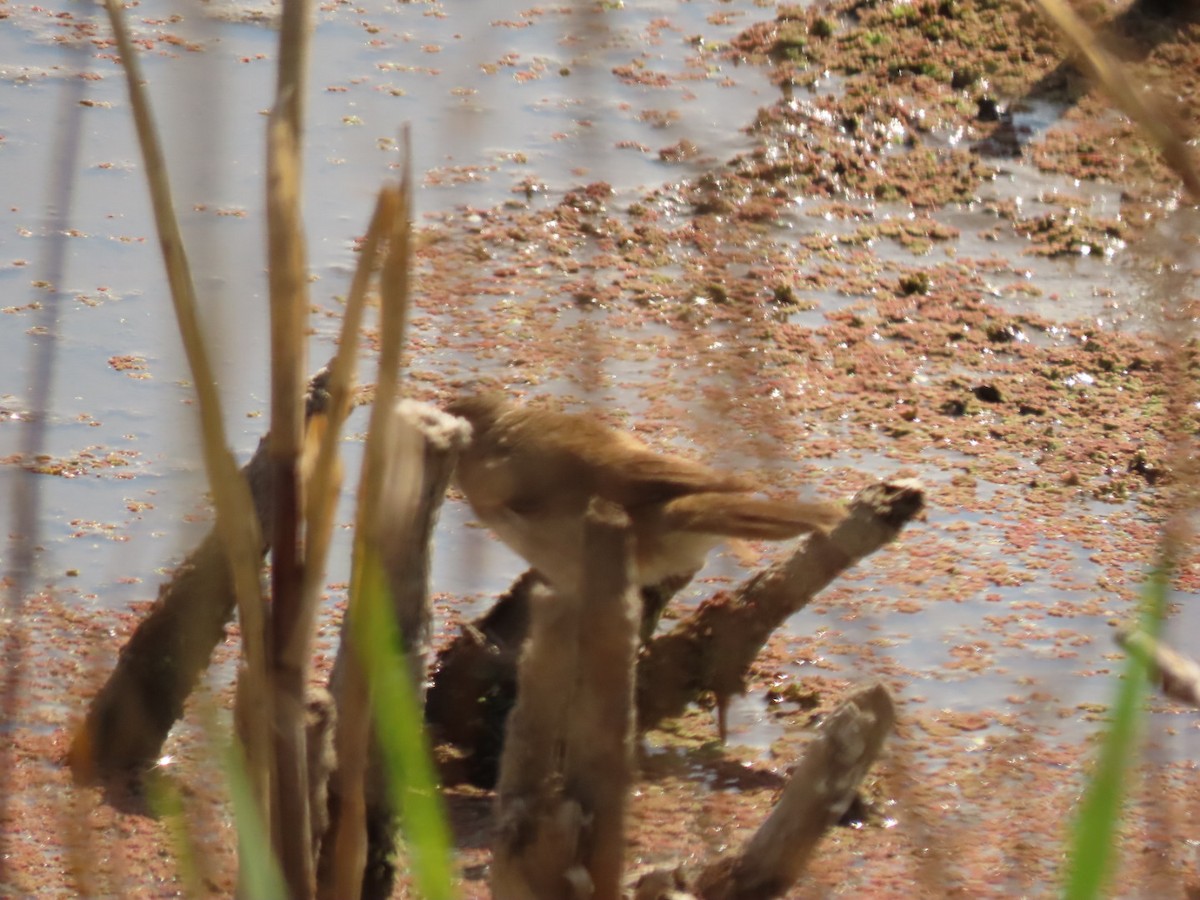 Lesser Swamp Warbler - ML372712901