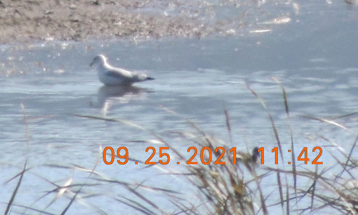 Делавэрская чайка - ML372713171