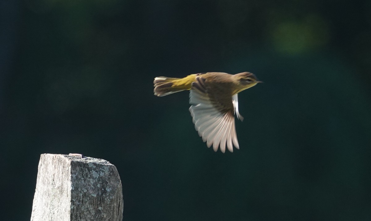Palm Warbler - ML372713341