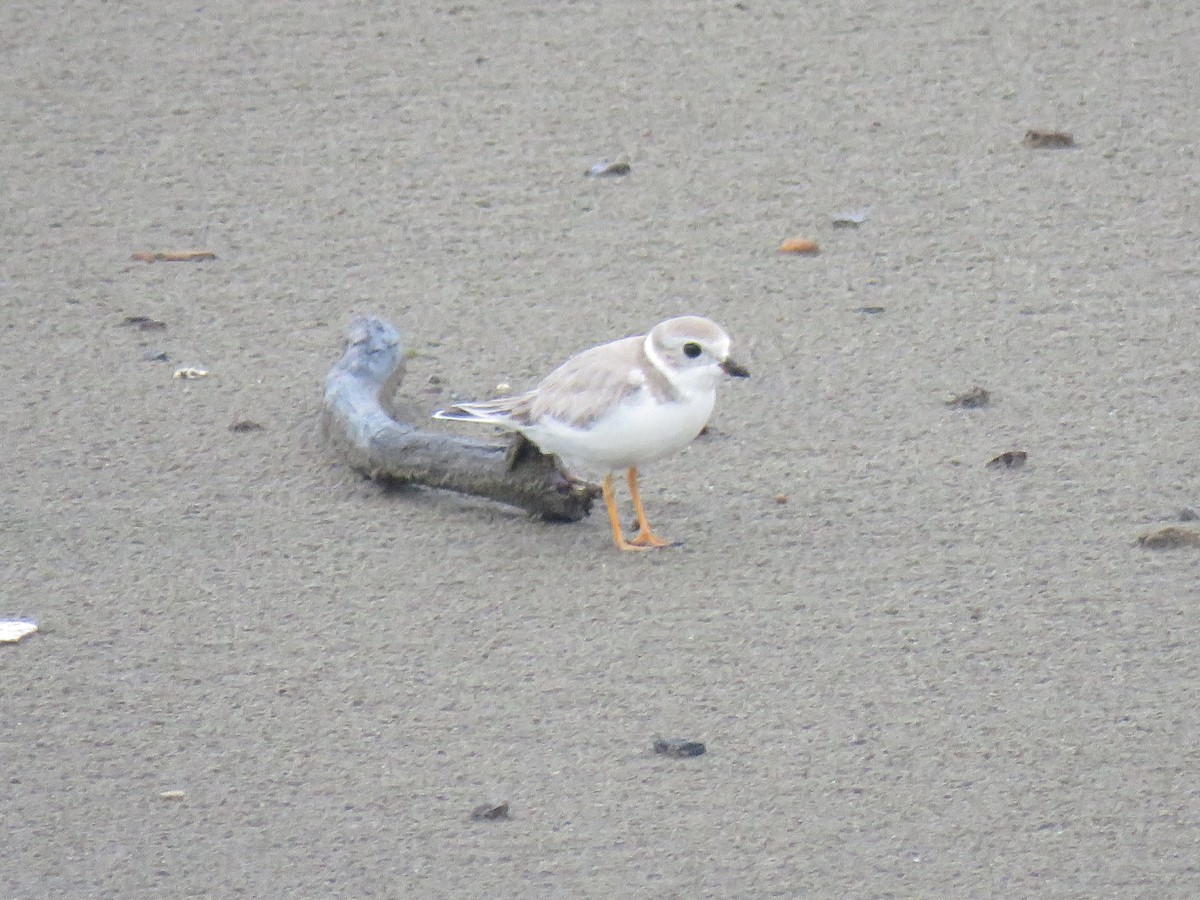 Piping Plover - ML372713931