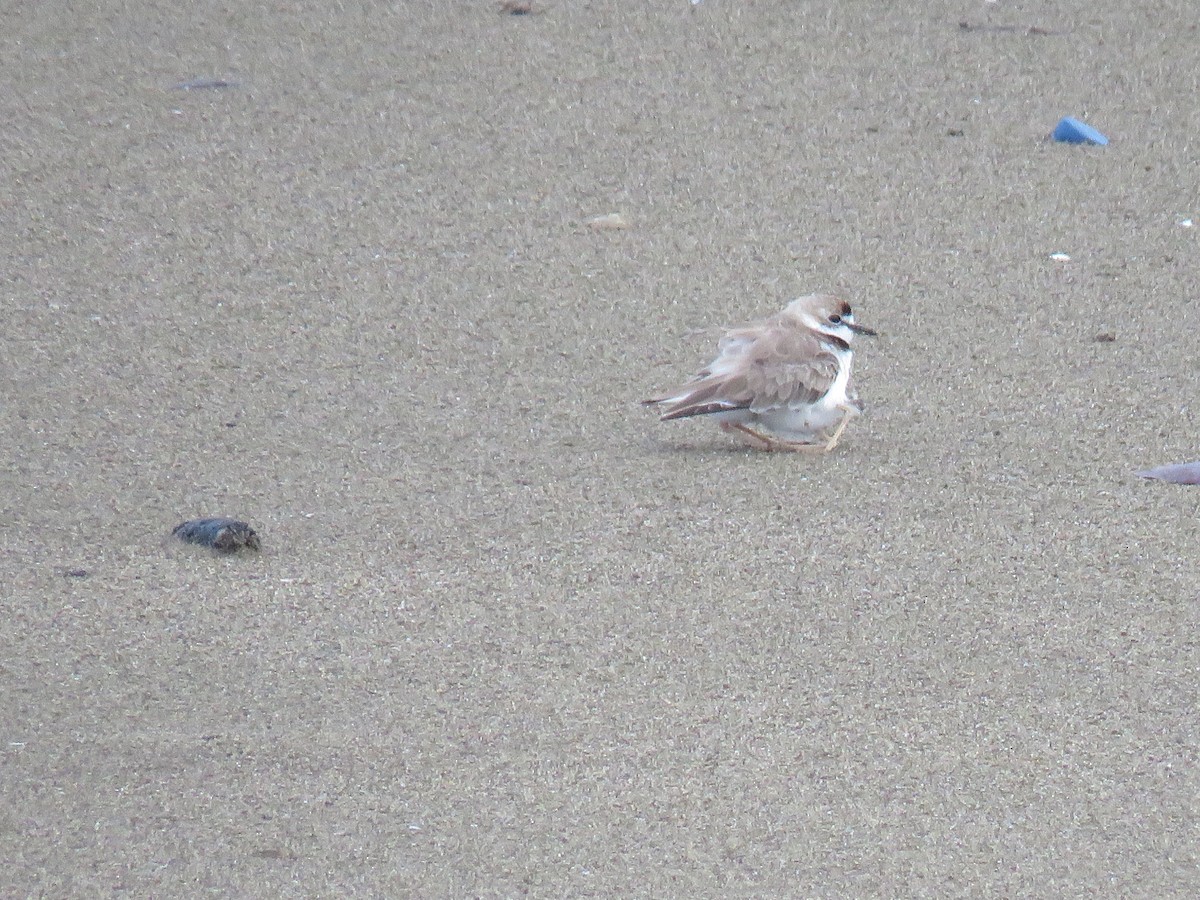 Collared Plover - ML372714341