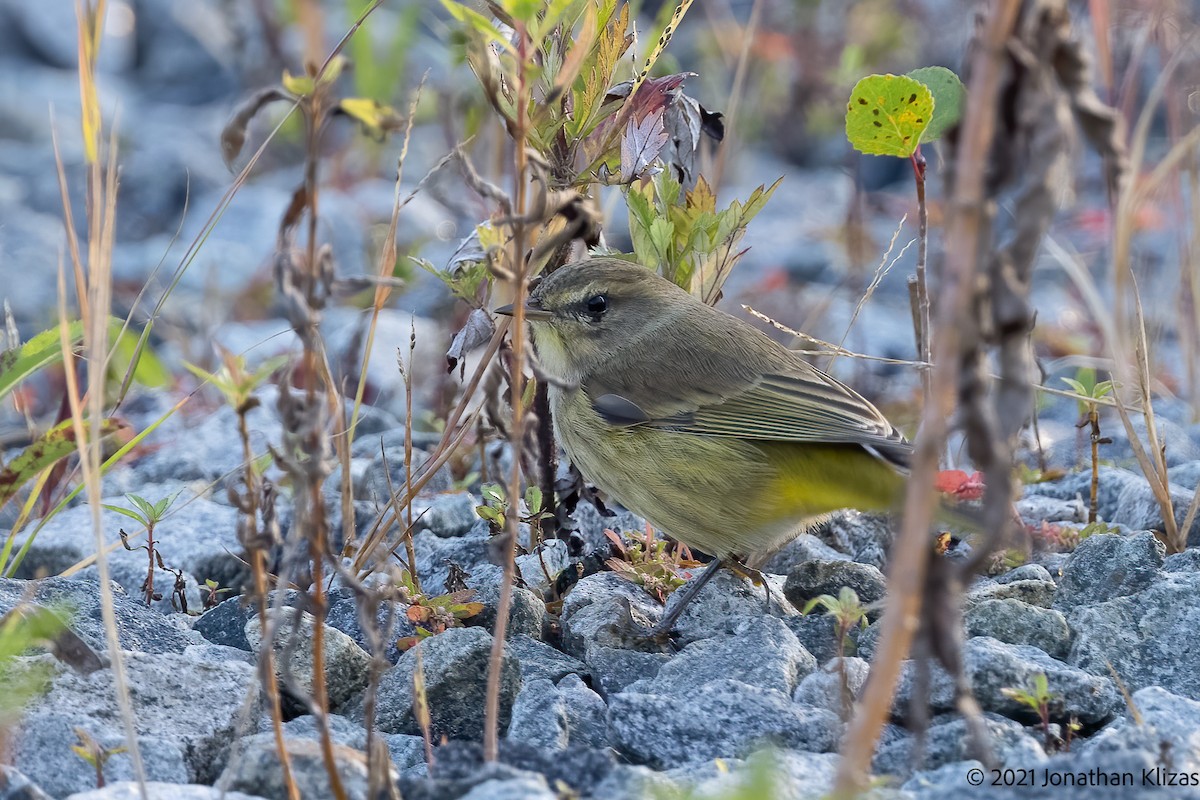 Palm Warbler (Western) - ML372716721