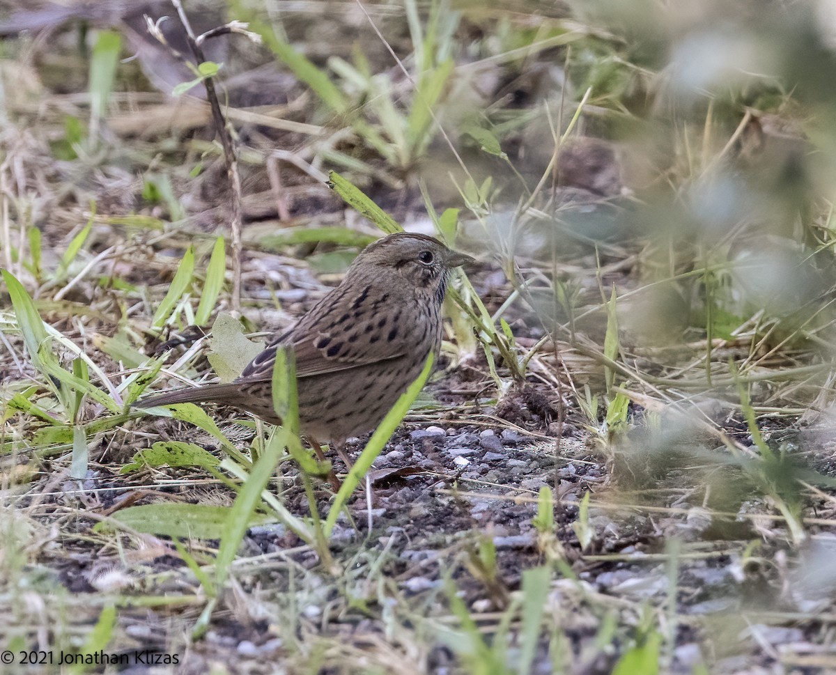 Lincoln's Sparrow - ML372716851