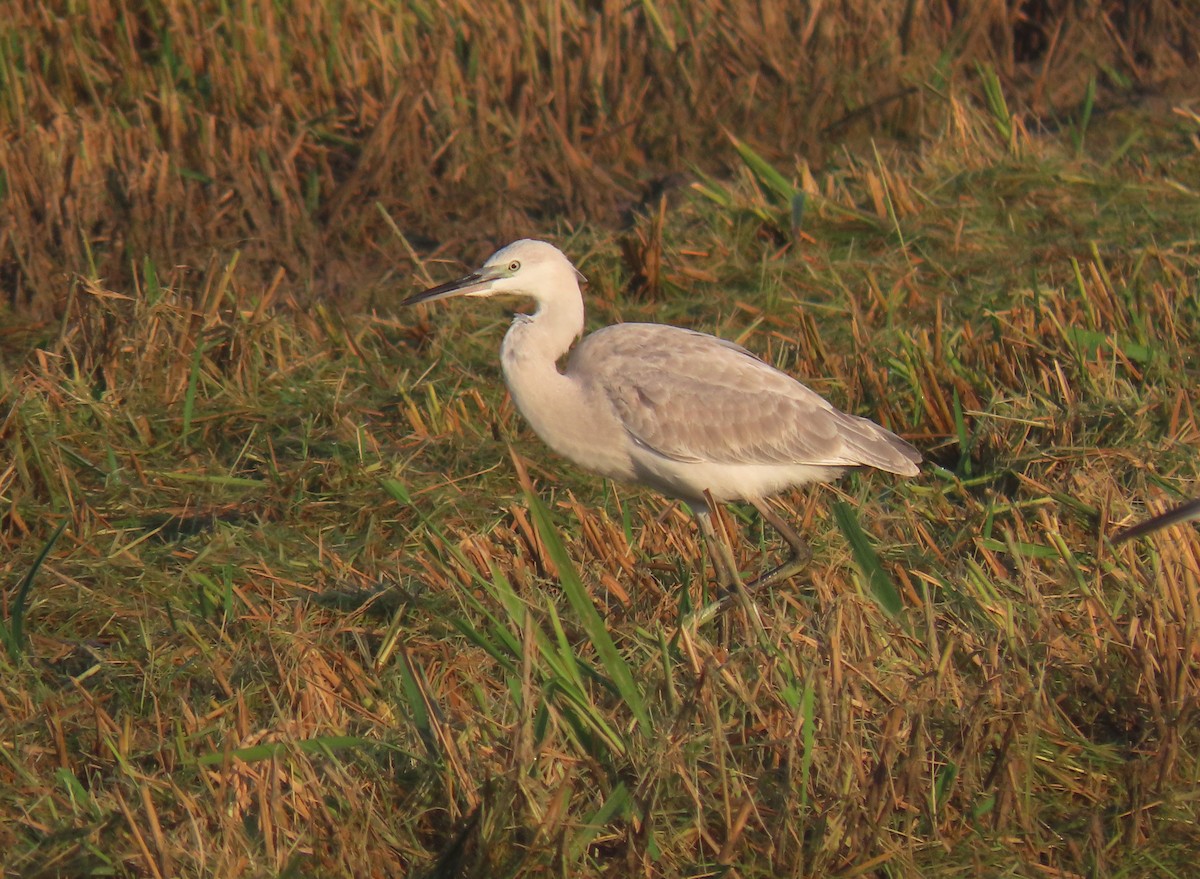 Little Egret x Western Reef-Heron (hybrid) - Andrés Balfagón Sarrión