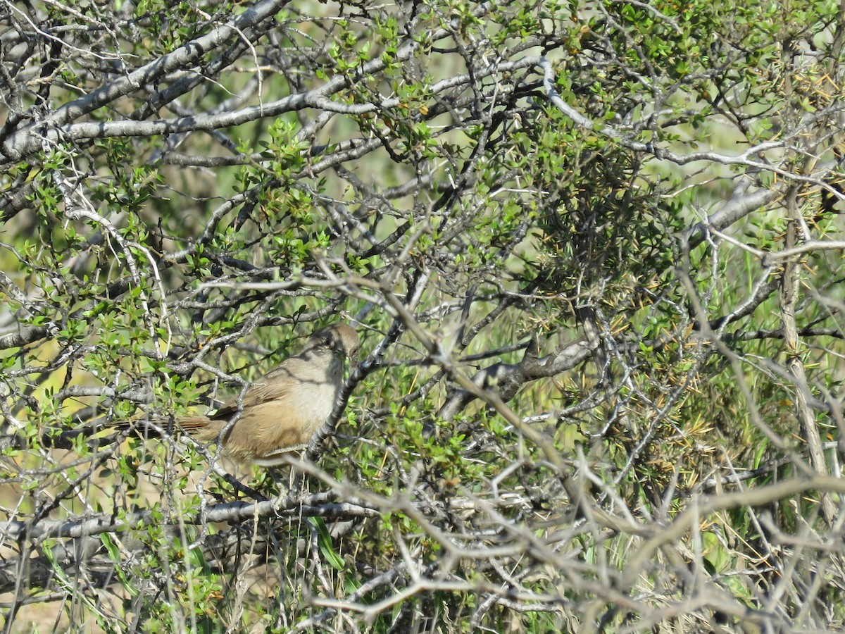 Canastero Patagón - ML372719071