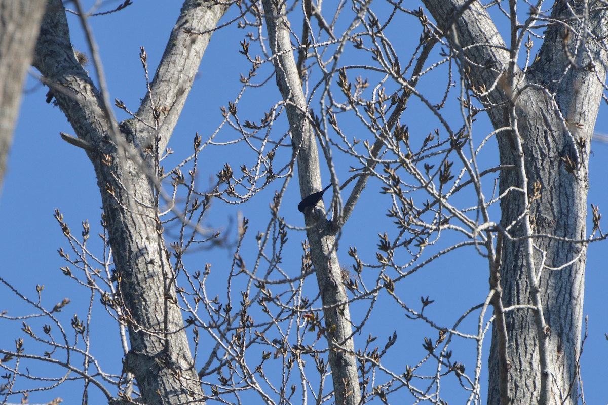 Variable Oriole - ML372719231