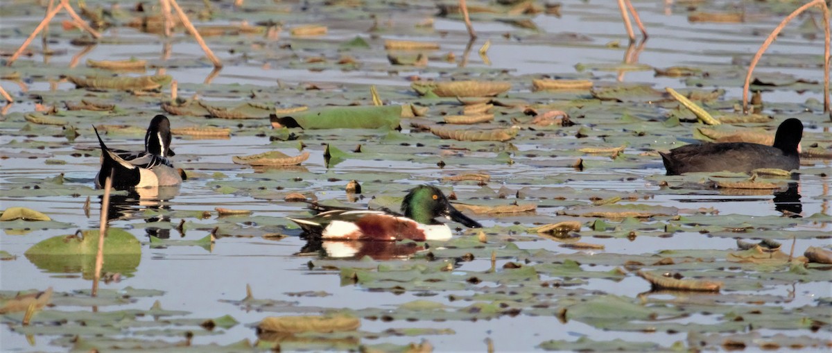 Northern Shoveler - ML372719411