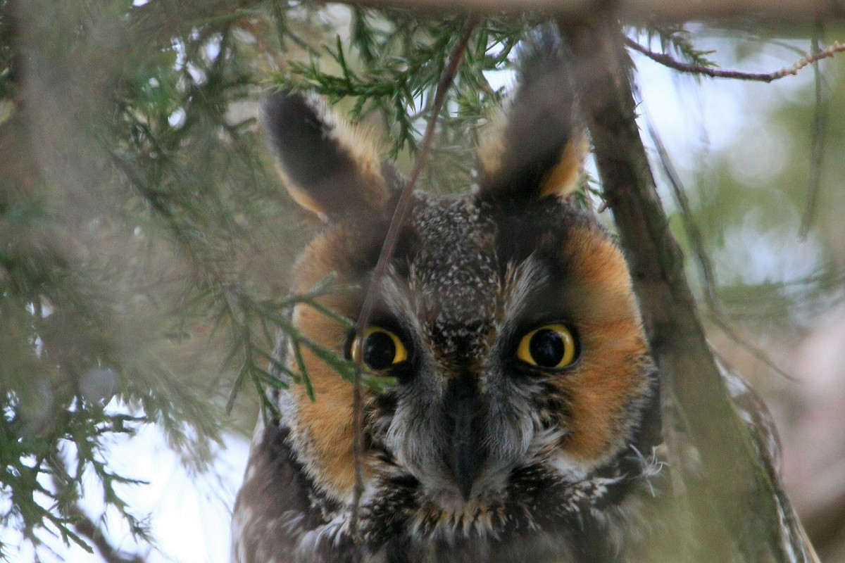 Long-eared Owl - John King