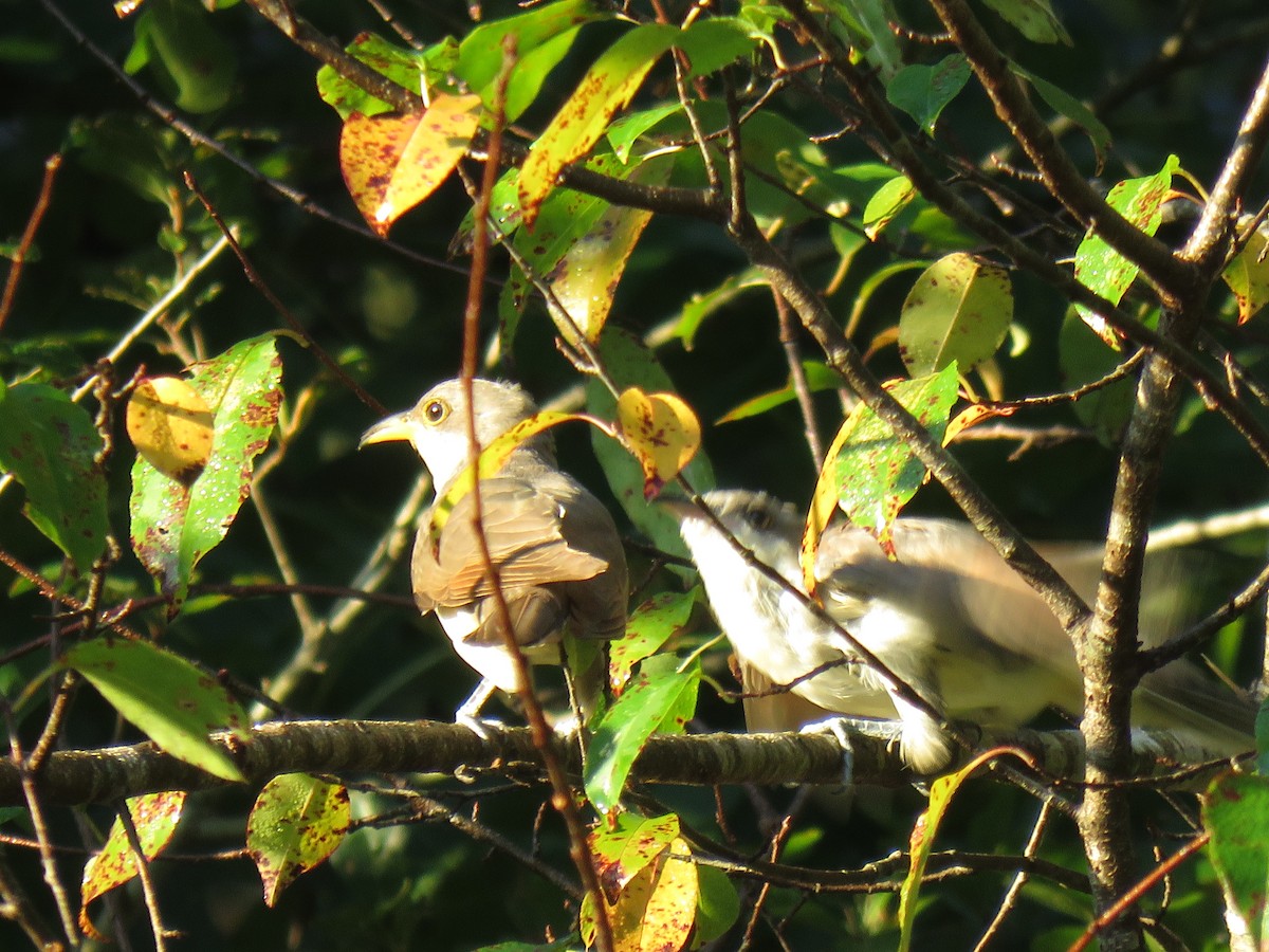 Yellow-billed Cuckoo - ML372721881