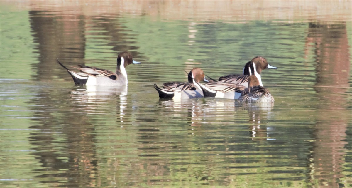 Northern Pintail - ML372722041