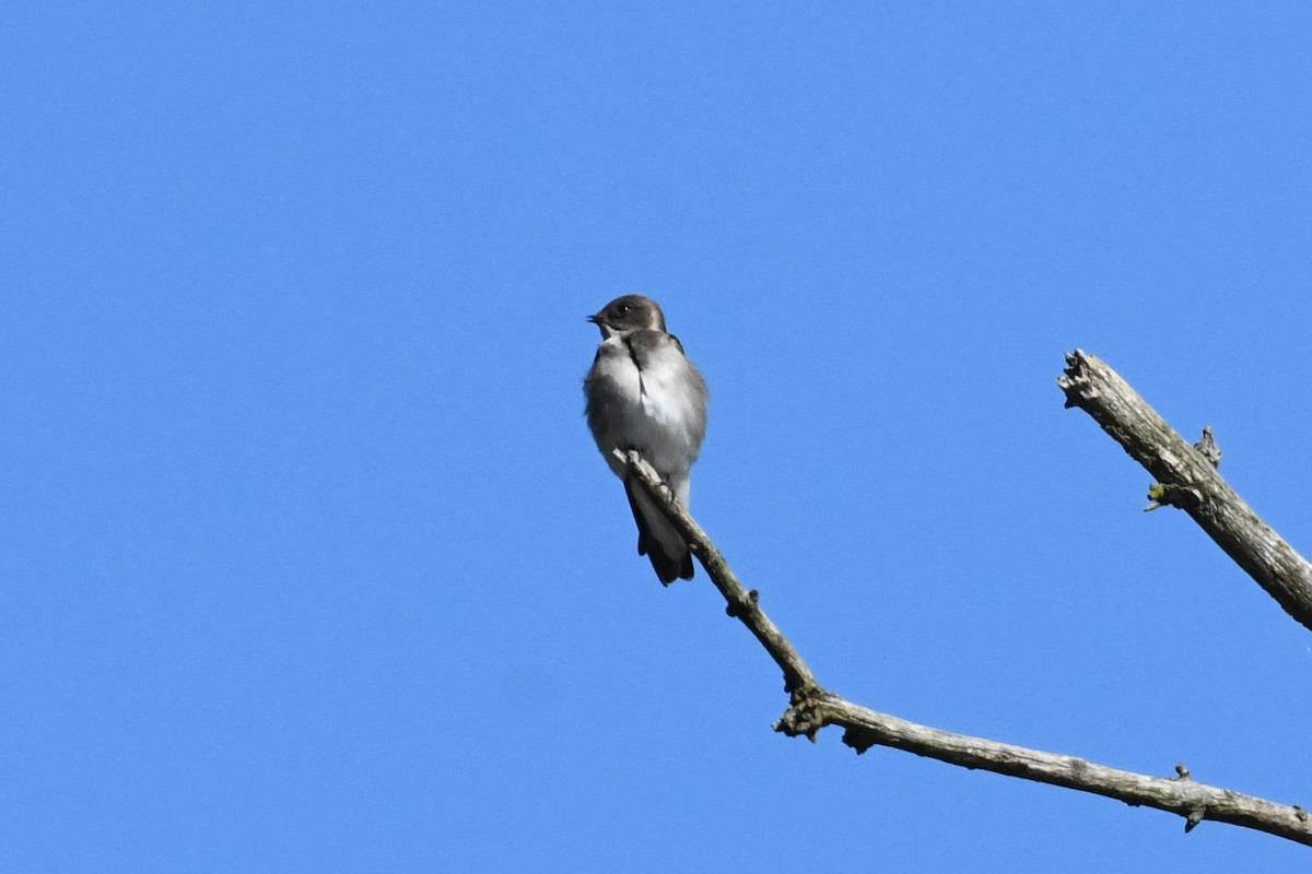 Northern Rough-winged Swallow - ML372724021