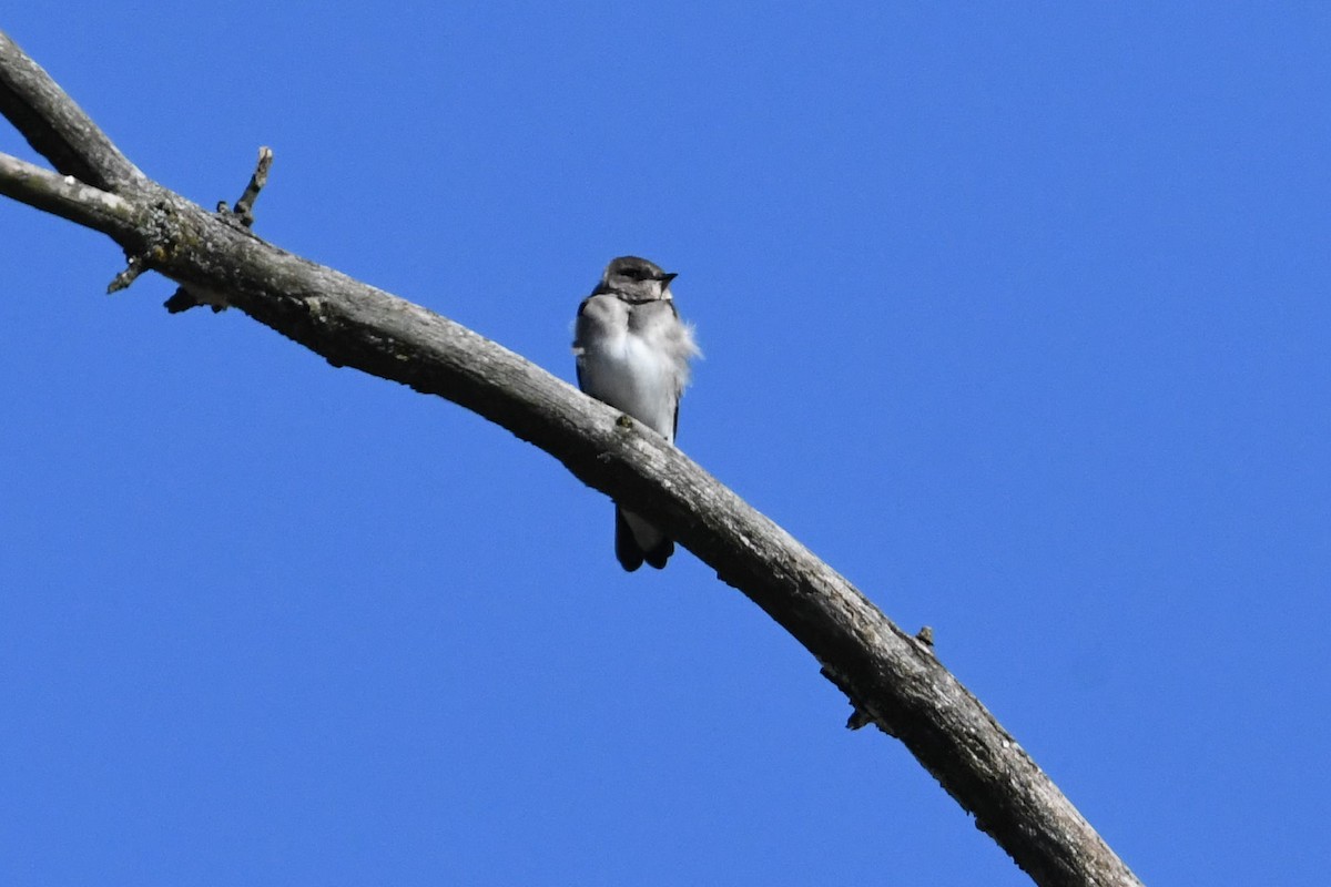 Northern Rough-winged Swallow - ML372724041