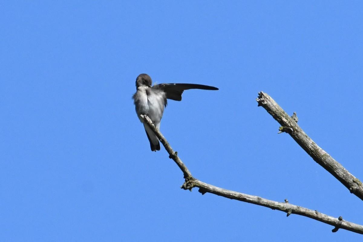 Northern Rough-winged Swallow - ML372724051
