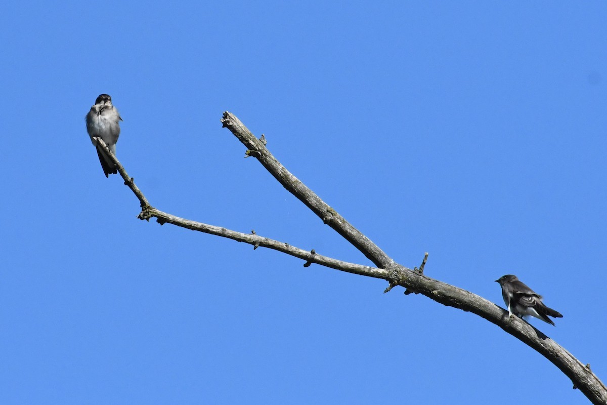 Northern Rough-winged Swallow - ML372724061