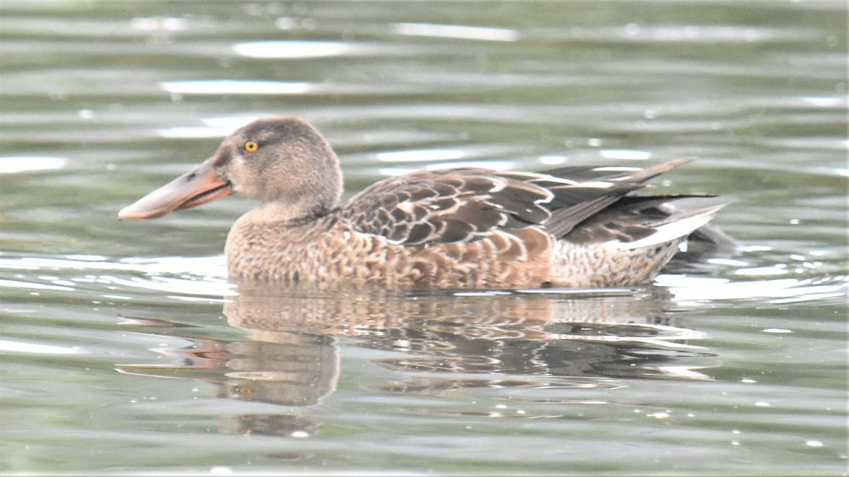 Northern Shoveler - ML372725161