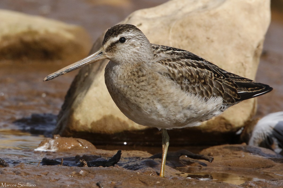 Short-billed Dowitcher - Marcos Sevillano