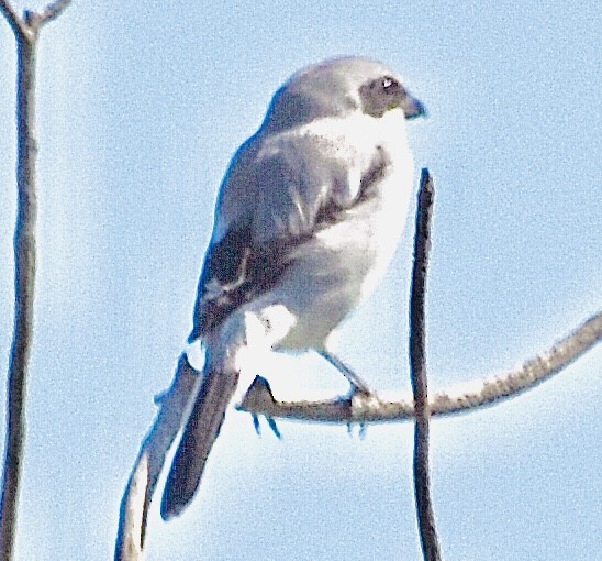 Loggerhead Shrike - ML372727201