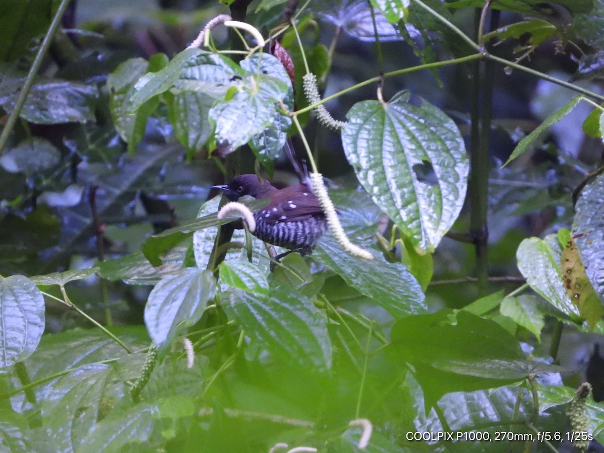 Banded Prinia - Victor Ikawa