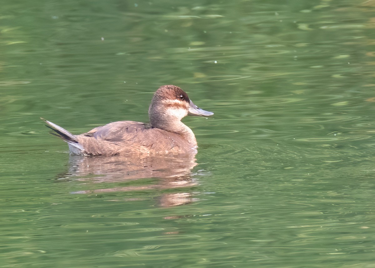 Ruddy Duck - Sue&Gary Milks