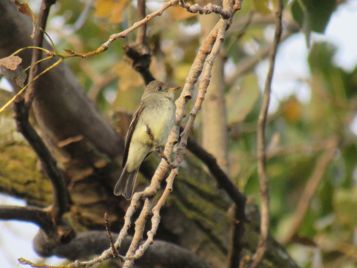 Eastern Wood-Pewee - ML372730631