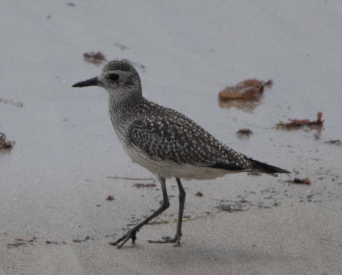 Black-bellied Plover - ML372731781