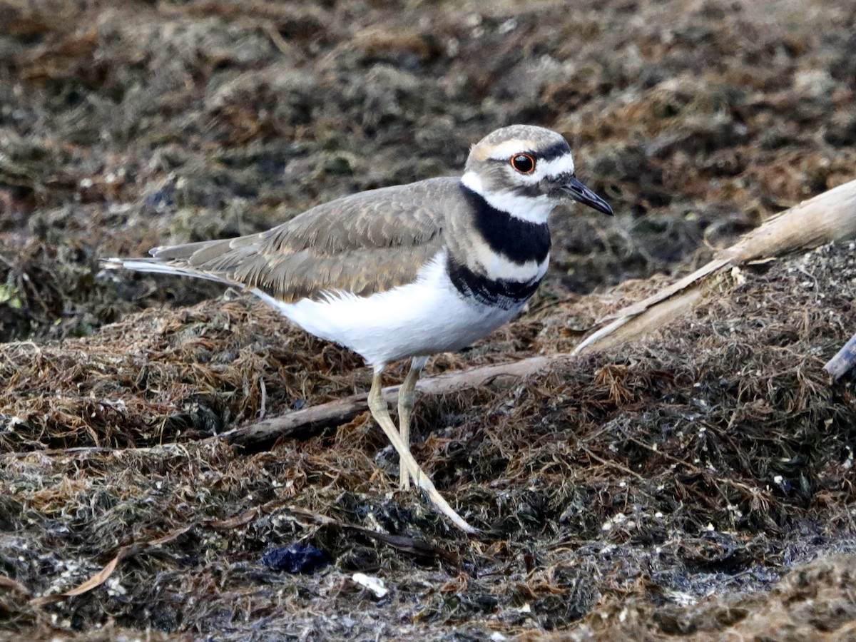 Killdeer - ML372737241